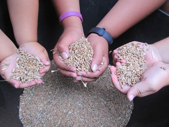 A milpa do salnes cooperativa